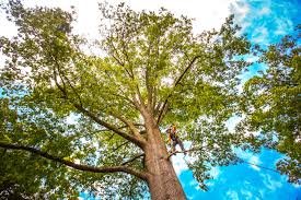 Reliable Rice, MN Tree Services Solutions