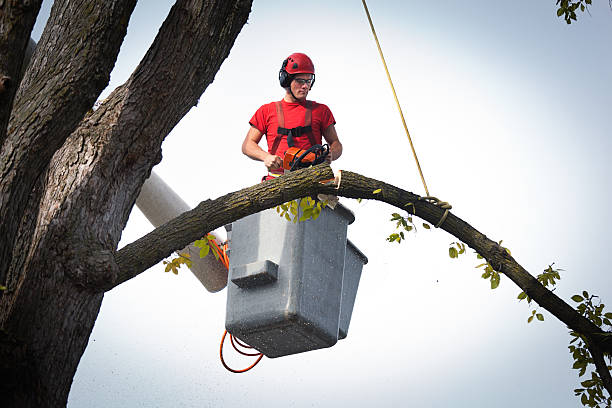 Best Leaf Removal  in Rice, MN